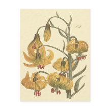 Orange Pompone-Lilja Botanisk Illustration
