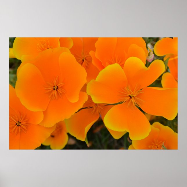 Orange Poppies i Vår Poster (Framsidan)