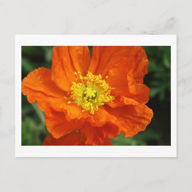 Orange Poppy Flower Postcard Vykort (Framsida)