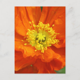 Orange Poppy Flower Postcard Vykort