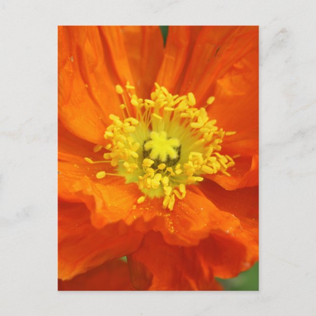 Orange Poppy Flower Postcard Vykort (Framsida)
