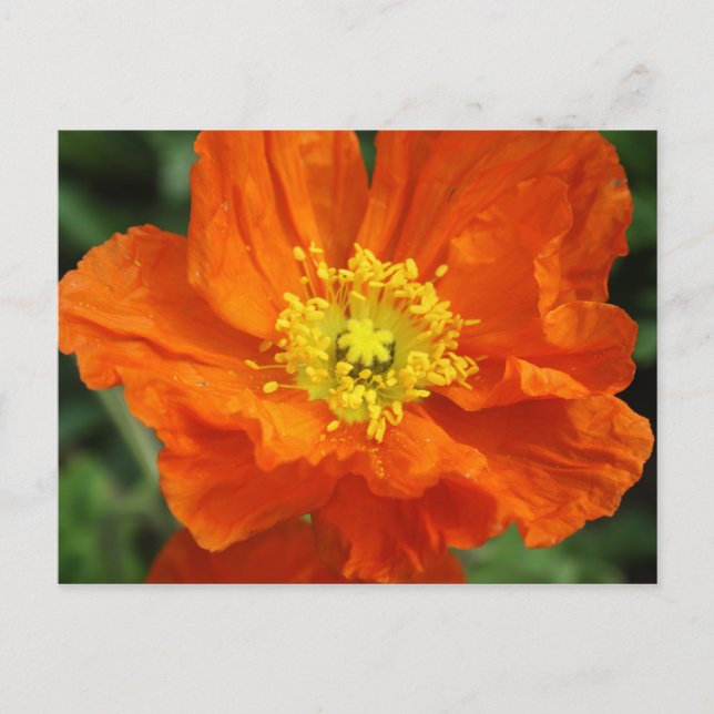 Orange Poppy Flower vycard Vykort (Framsida)