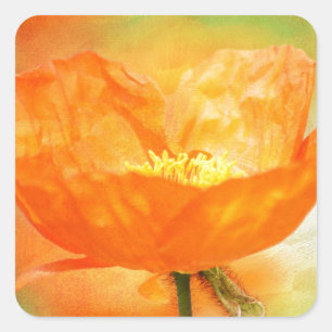 Orange Poppy Fyrkantigt Klistermärke