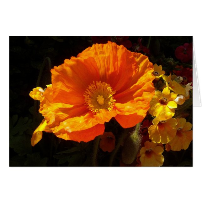 Orange Poppy Hälsningskort (Framsidan Horizontal)