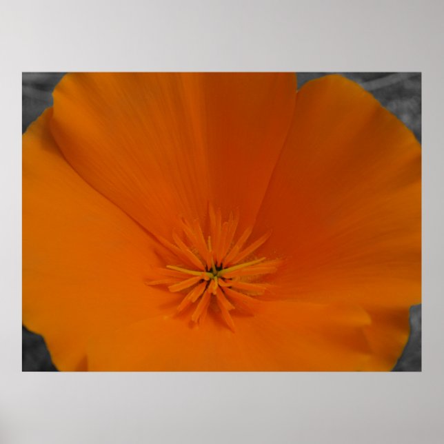 Orange Poppy med BW Poster (Framsidan)