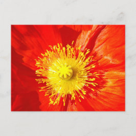 Orange Poppy Postcard Vykort