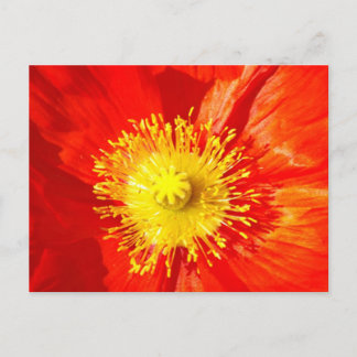 Orange Poppy Postcard Vykort