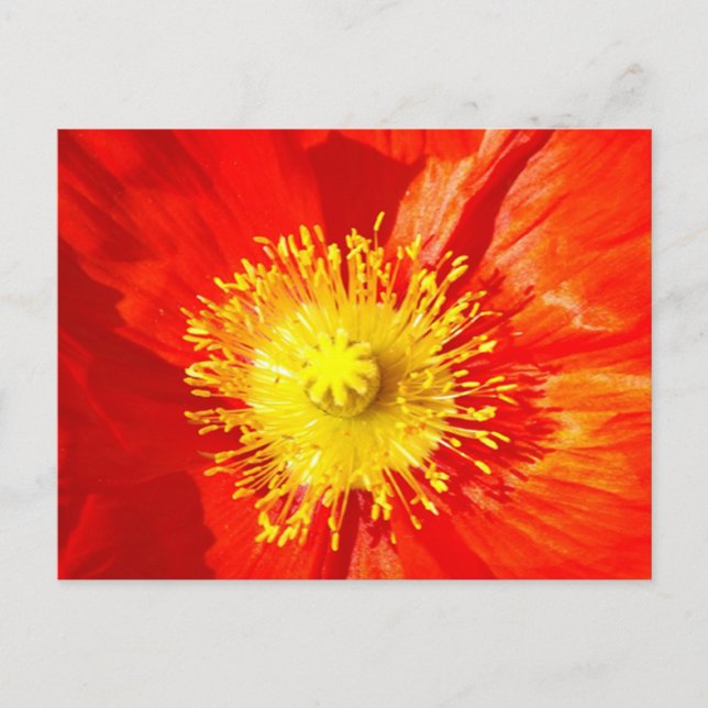 Orange Poppy Postcard Vykort (Framsida)