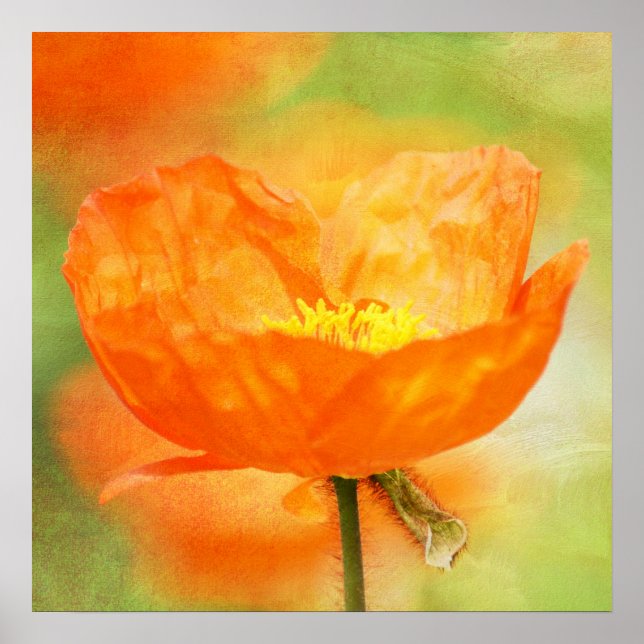 Orange Poppy Poster (Framsidan)