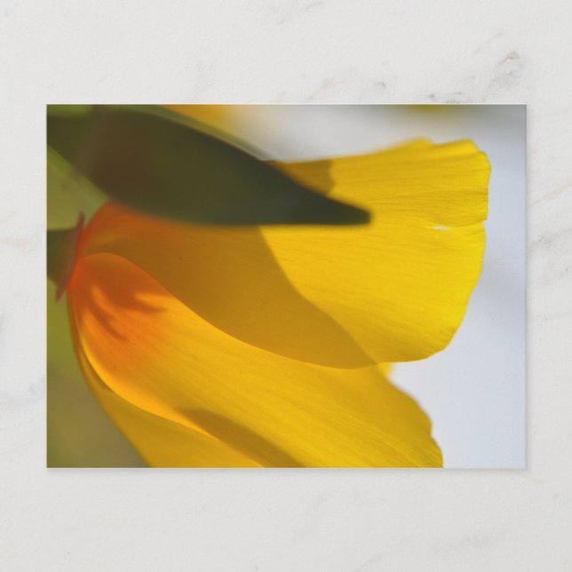 Orange Poppy Vykort (Framsida)