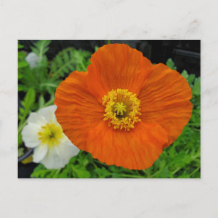 Orange Poppy Vykort
