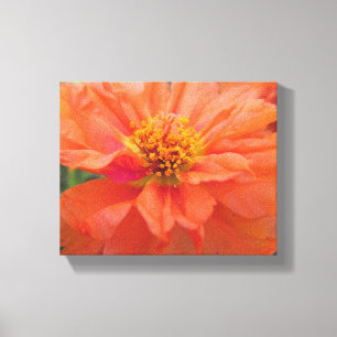Orange Portulaca Canvastryck