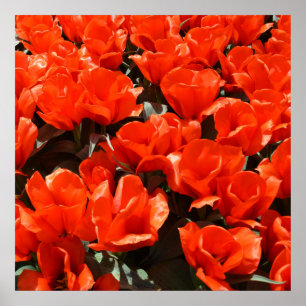 Orange Poster