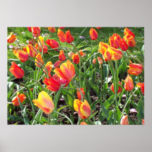 Orange Poster