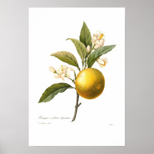 Orange Poster