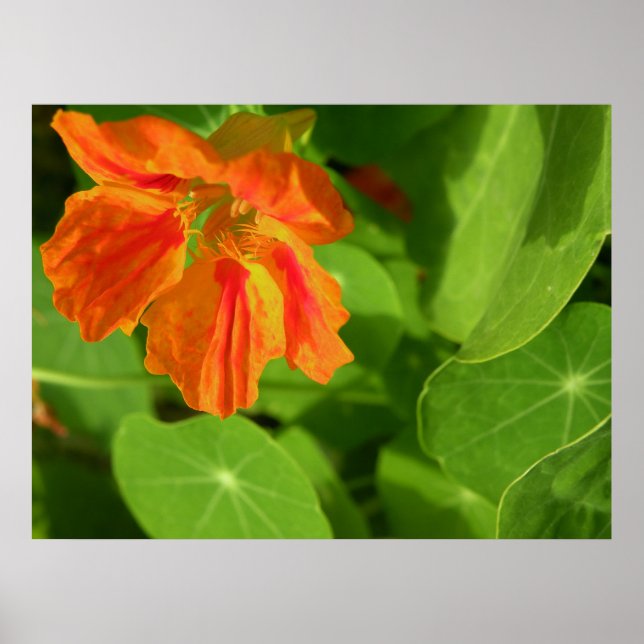 orange poster (Framsidan)