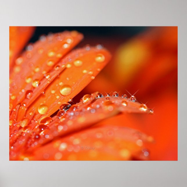 Orange Poster (Framsidan)