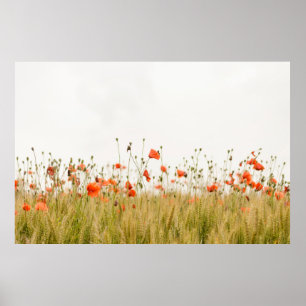 ORANGE POSTER