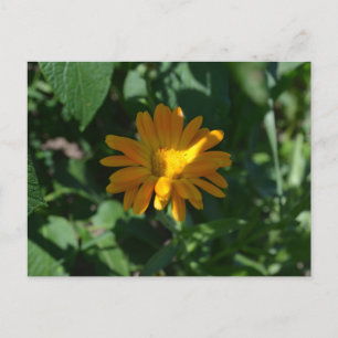 Orange Pot Marigold Blomma (Calendula officinalis) Vykort