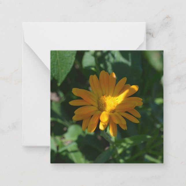 Orange Pot Marigold Flower (Calendula officinalis) Anteckningskort (Framsida)