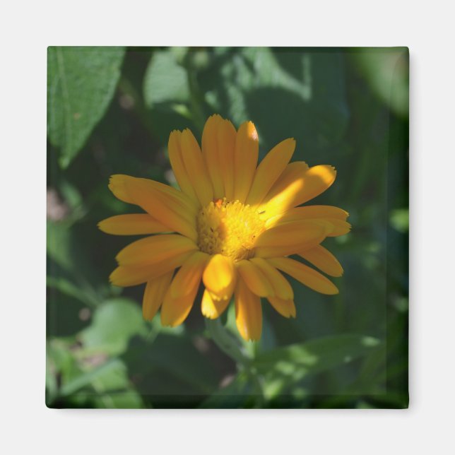 Orange Pot Marigold Flower (Calendula officinalis) Magnet (Framsidan)