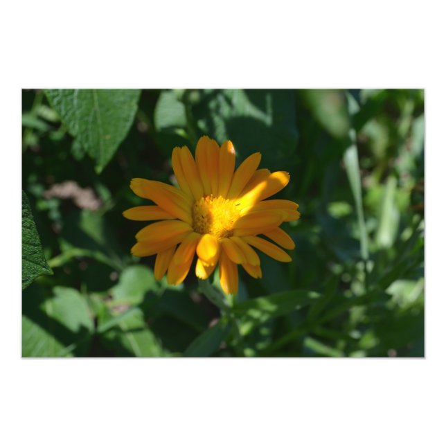 Orange Pot Marigold Flower Personlig Fototryck (Framsidan)