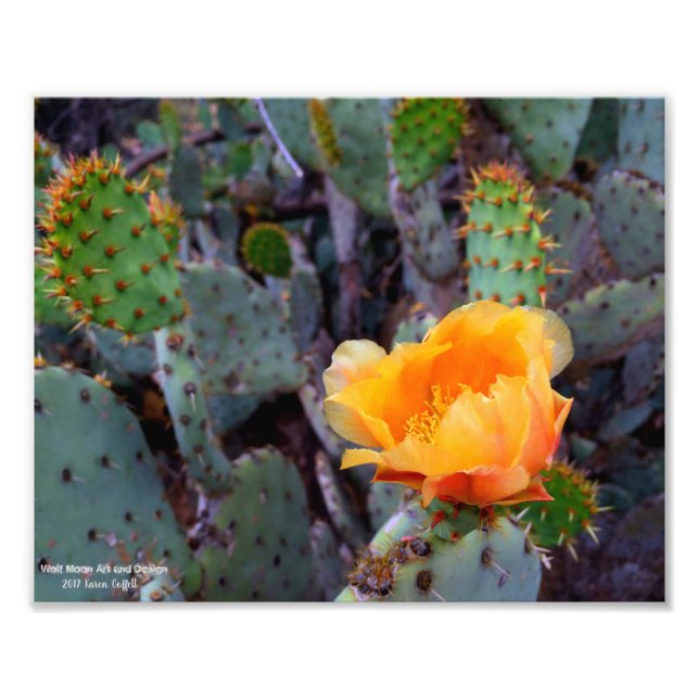 Orange Prickly Pear Cactus Flower-Blommar Fototryck (Framsidan)