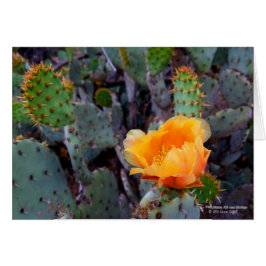 Orange Prickly Pear Cactus Flower-Blommar Hälsningskort