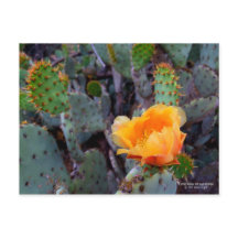 Orange Prickly Pear Cactus Flower-Blommar