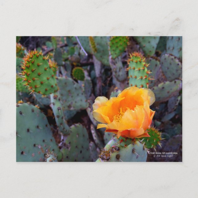 Orange Prickly Pear Cactus Flower-Blommar Vykort (Framsida)