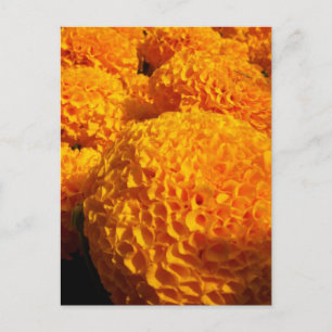 Orange Puff vykort