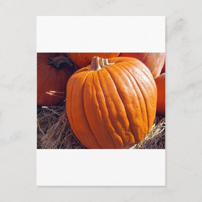 Orange Pumpkin Vykort (Framsida)