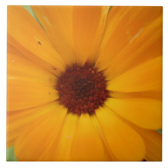 Orange Rain-Daisy Kakelplatta (Framsidan)
