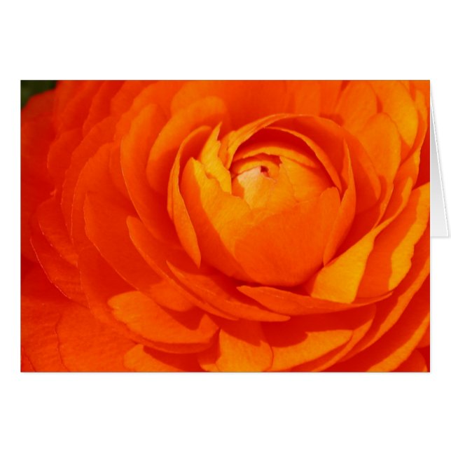 Orange ranunculus hälsningskort (Framsidan Horizontal)
