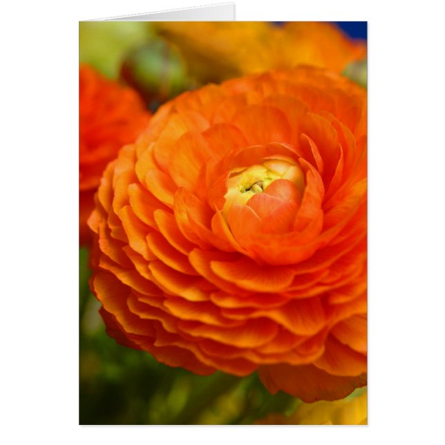 orange ranunculus hälsningskort (Framsidan)