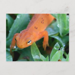 Orange Red Eft Salamander Natur Vykort