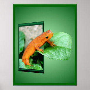 Orange Red Eft Salamander utanför Ram Art Poster