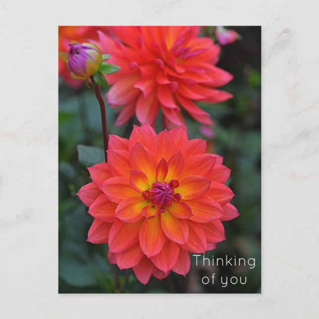 Orange Red Gult Dahlia Flower Thinking Helg Vykort (Framsida)