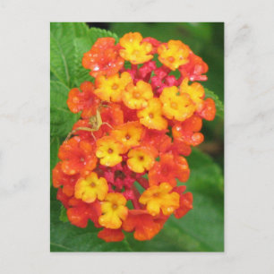 Orange-Red Lantana Vykort