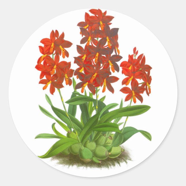 Orange Red Orchid Flower_GC - etikett (Framsida)