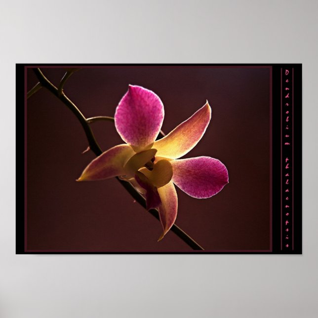 Orange-Red Orchid Poster (Framsidan)