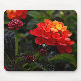 Orange Red Trailing Lantana #1-2 Mouse Pad Musmatta