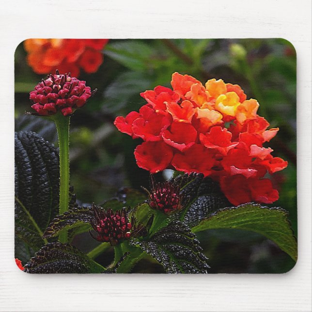 Orange Red Trailing Lantana #1-2 Mouse Pad Musmatta (Framsidan)