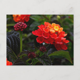 Orange Red Trailing Lantana #1-2 vykort
