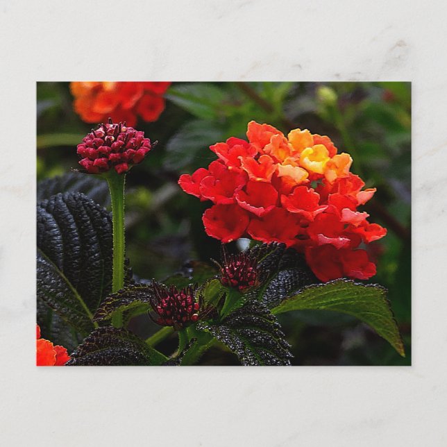 Orange Red Trailing Lantana #1-2 vykort (Framsida)