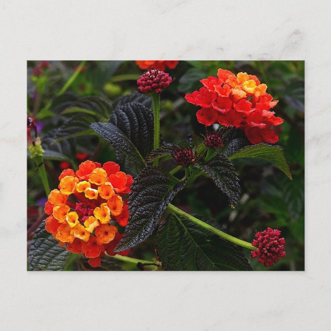 Orange Red Trailing Lantana #1 vykort (Framsida)