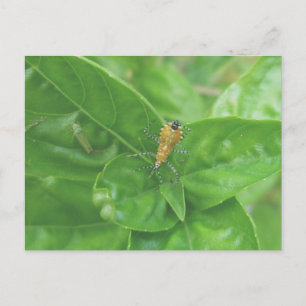 Orange Reduviid-vykort Vykort