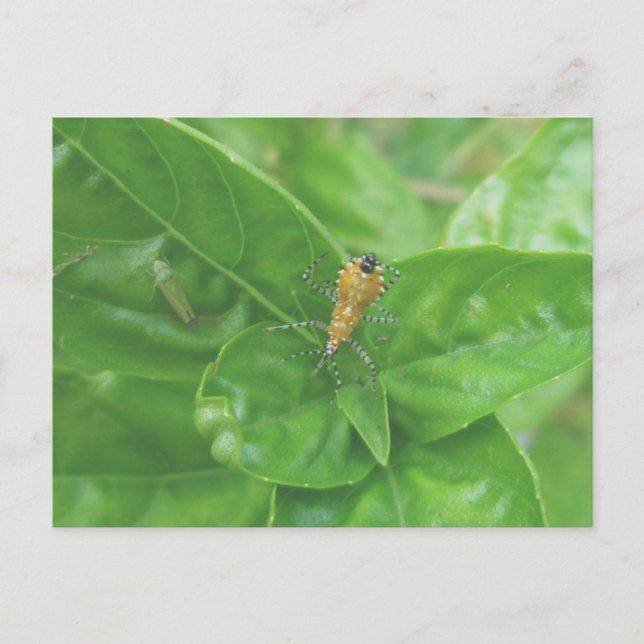 Orange Reduviid-vykort Vykort (Framsida)