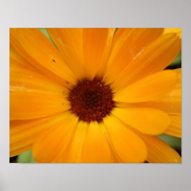 Orange Regndaisytryck Poster (Framsidan)