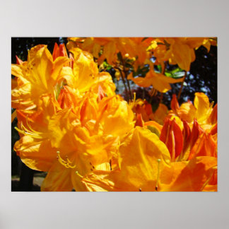 Orange Rhodies Blommor konsttryck Rhododendrons Poster